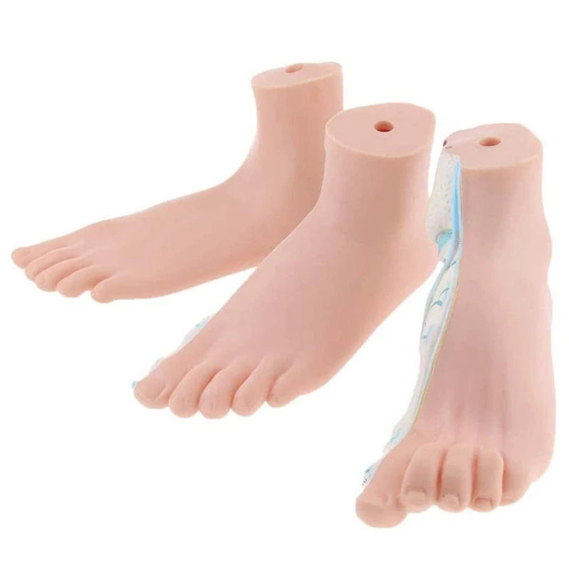 Modèle d'Anatomie du Pied Humain en PVC, Modèle ArtiBMO de Rinçage, avec Ligament, Fuchsia, Fournitures de Laboratoire, 3 Pièces