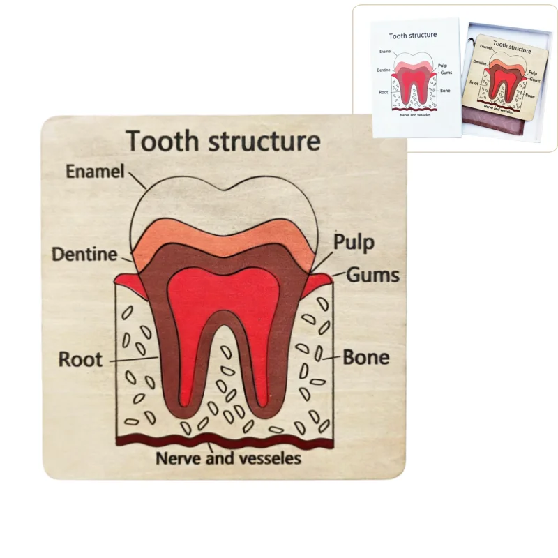 

Деревянный пазл «Структура зуба» (1 шт.) – развивающая игрушка по анатомии зубов для детей, обучающий материал по гигиене полости рта, подарочный набор для стоматологической клиники