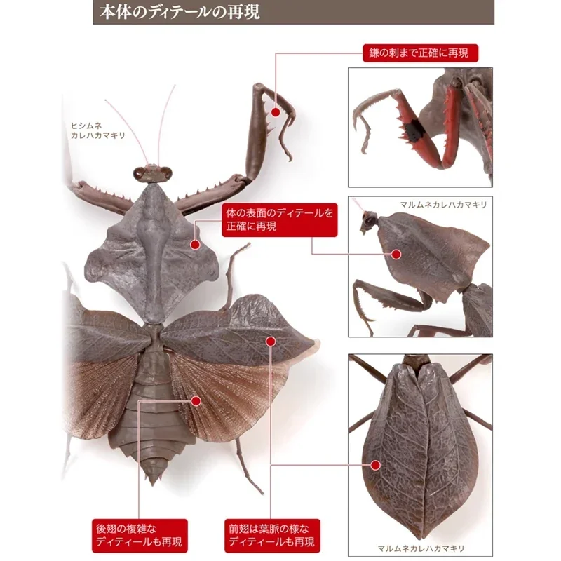 BANDAI Mantis Deroplatys Insects Biological Encyclopedia Gashapon Christmas Gifts PVC Original Anime Action Figure Model Toys