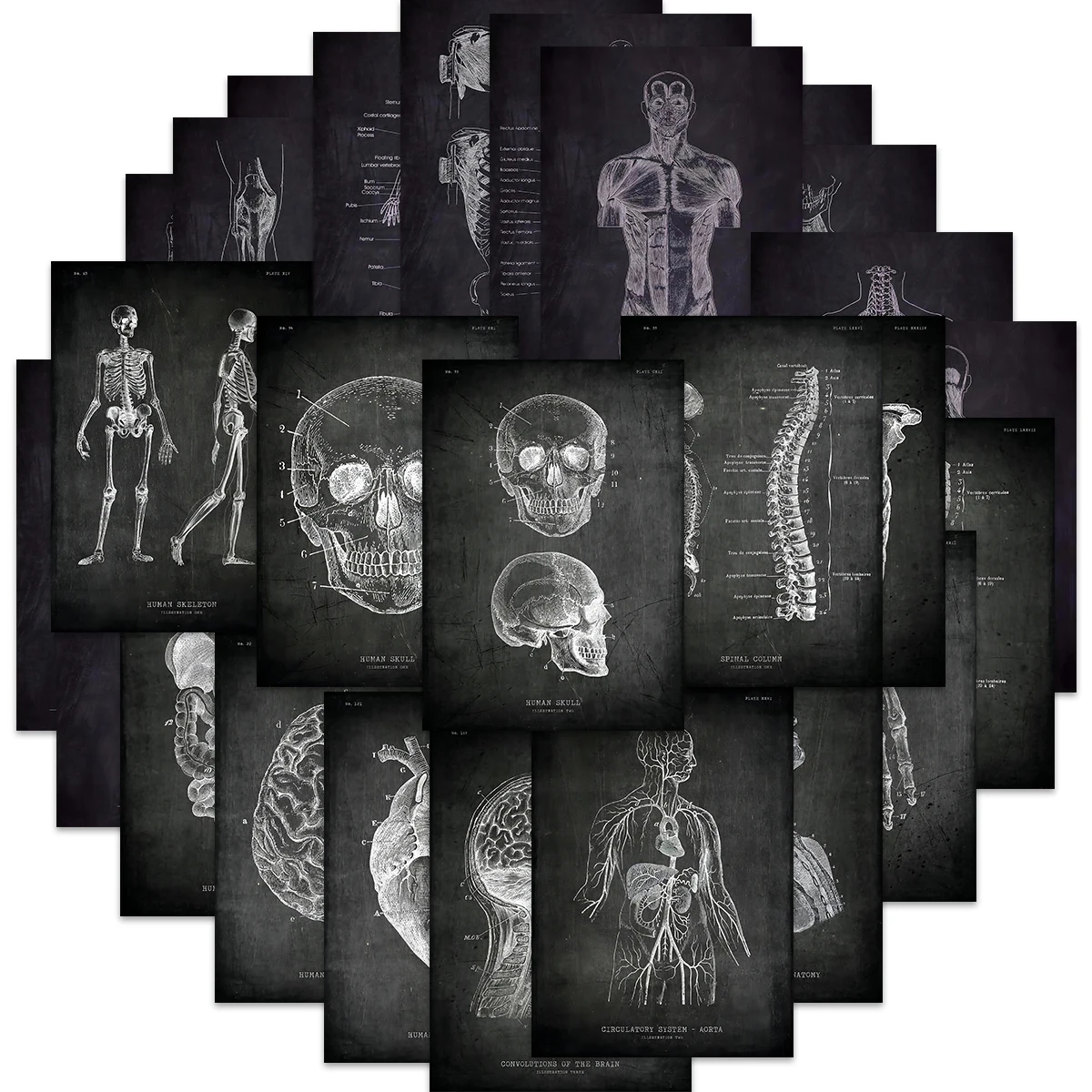 25pcs Anatomical Skeleton Chalkboard Stickers For Laptop PVC Water Bottle waterproof Decal Toy Medicine Student Gifts