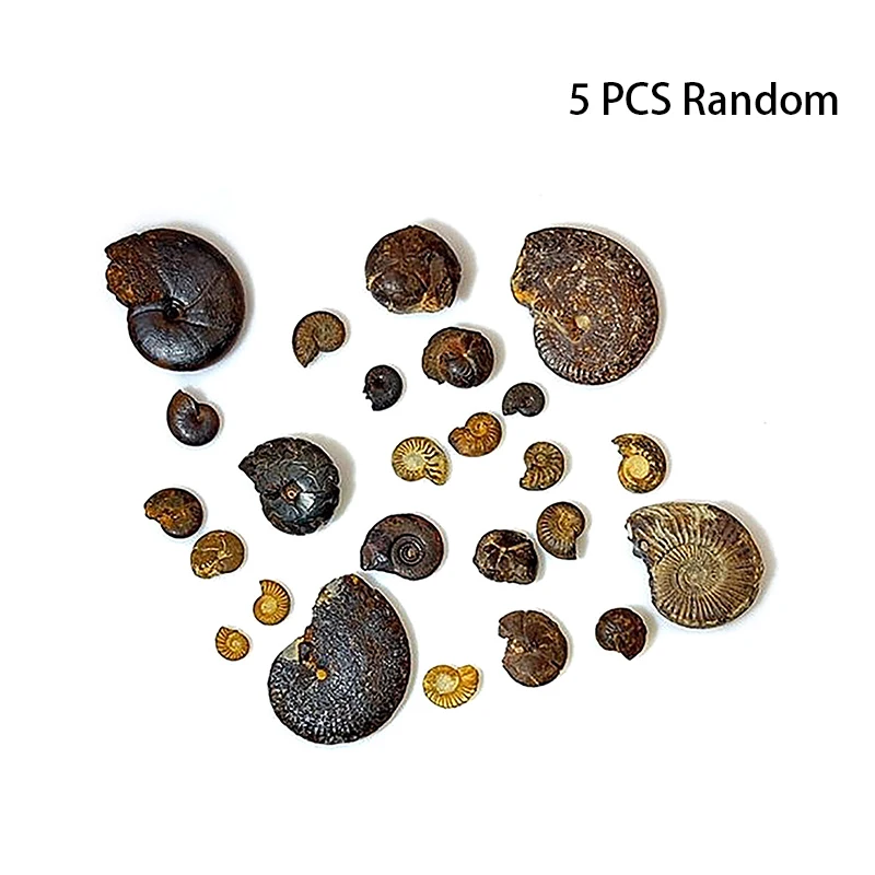 5Pcs Ancient Marine Life Fossils Raw Stones Cephalopoda Specimen For Geography Teaching Collection Ornaments Home Decorations