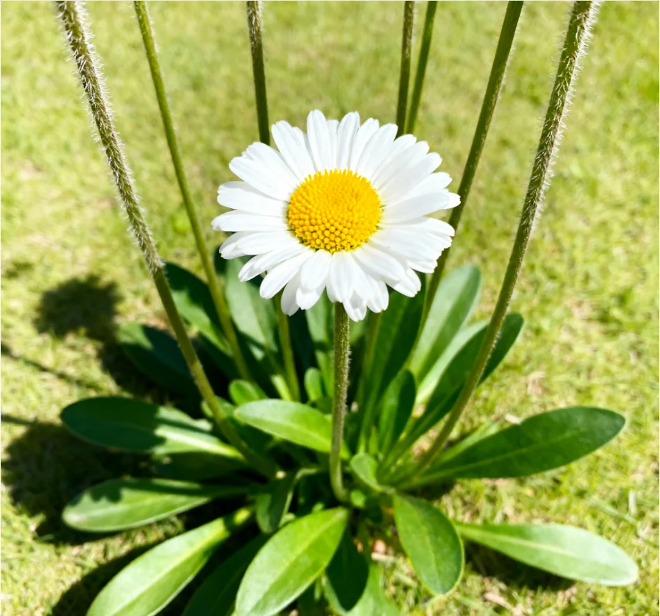 

2/4/8 Pairs NEEBRC 2.5inch 63mm 2CW&2CCW 3-Blade PC Propellers Replacement Wing Fans for RC Drone Airplane DIY Model Spare Parts