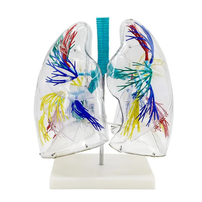 

2 timesHuman Transparent Lung Anatomical Model Bronchial Tree Structure Respiratory System Teaching Medical Supplies Equipment