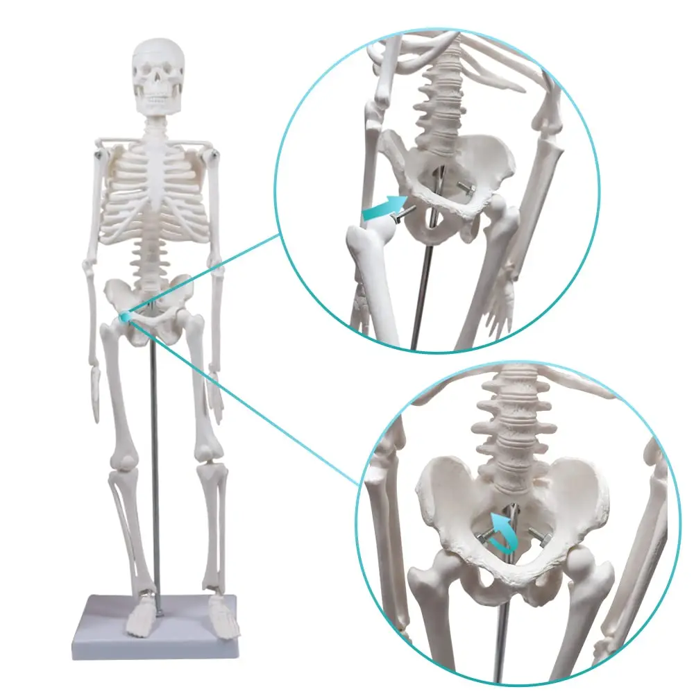 45CM Human Skeleton Model Anatomical Anatomy human Flexible Medical anatomical boneco toy in medical science supplies