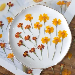 24pcs/4-6cm,nature Pressed Flower Branches Dried Flower Diy Painting Hand Flower Sticker Epoxy Phone Case Bookmark Material