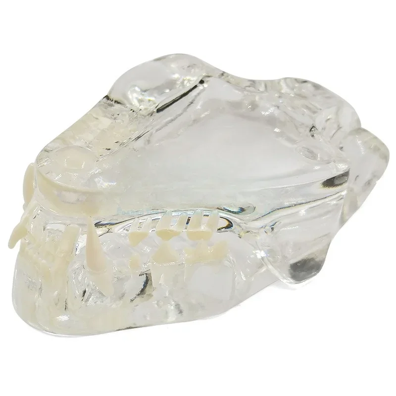 Dental Dog  Cat Tooth Model Pet Animal Oral Teaching Mold Tooth Model Canine Tooth Clear Resin