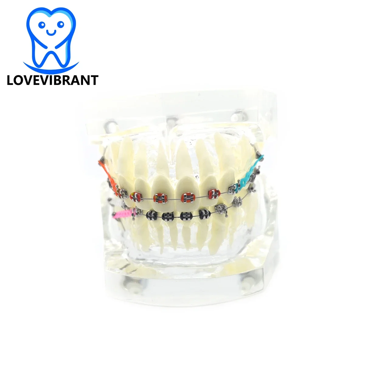 

Dental Teeth Model Orthodontic Treatment Study Demo Model for Teaching Doctor-patient Communication Standard Orthodontic Model