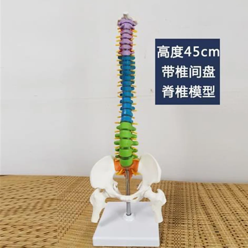 Curved colored human spine model, spinal pelvis, cervical vertebrae, thoracic vertebrae, lumbar vertebrae, orthopedic bones