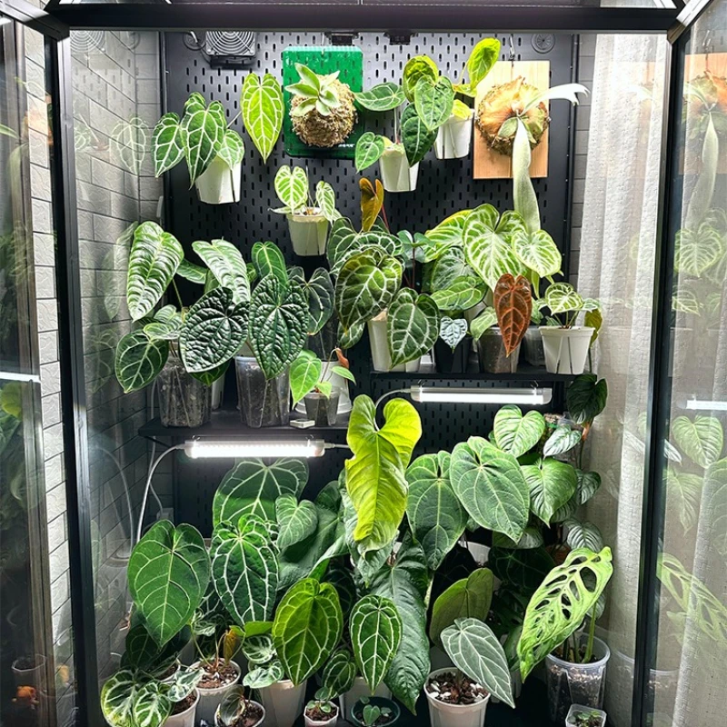 

Plant fill light imitation sun full spectrum succulent colored LED plant