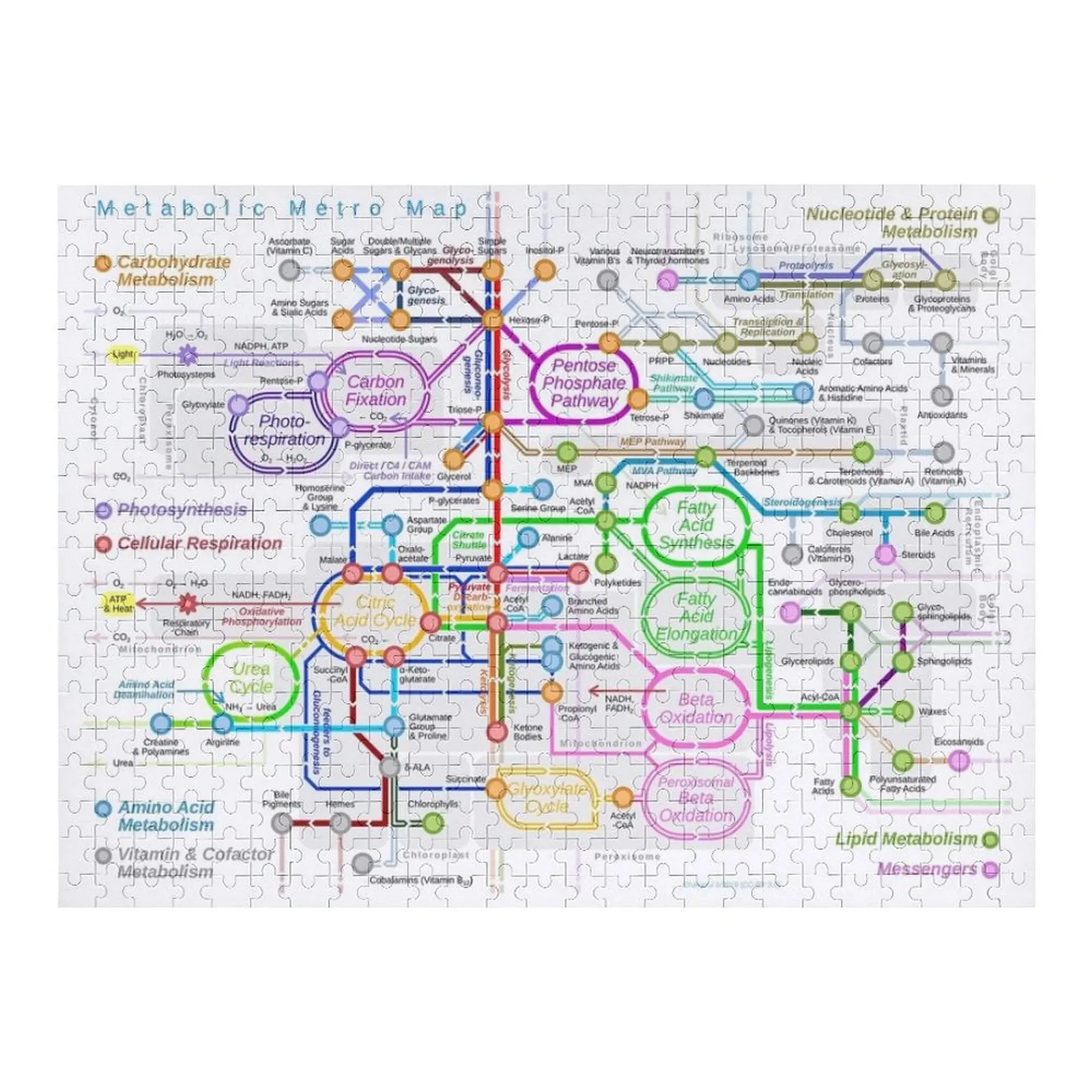 

Metabolic pathway Jigsaw Puzzle Personalized Baby Toy Custom Name Child Toy Puzzle