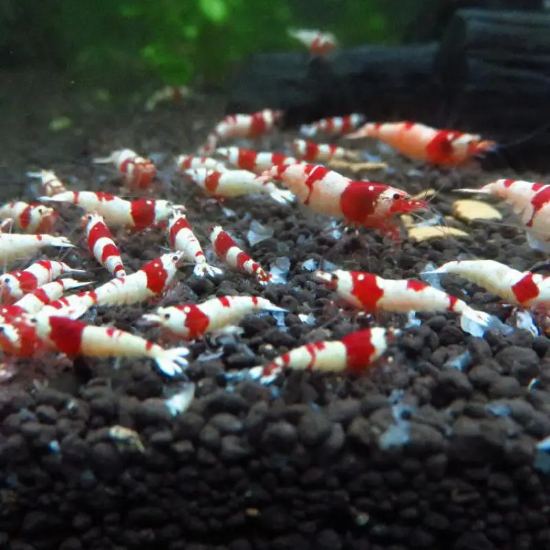 45g Aquarium Shrimp Food Red Cherry Shrimp Tropical Fish Food with Wheat Stem Bacteria Containing Vitamins Mineral Amino Acid