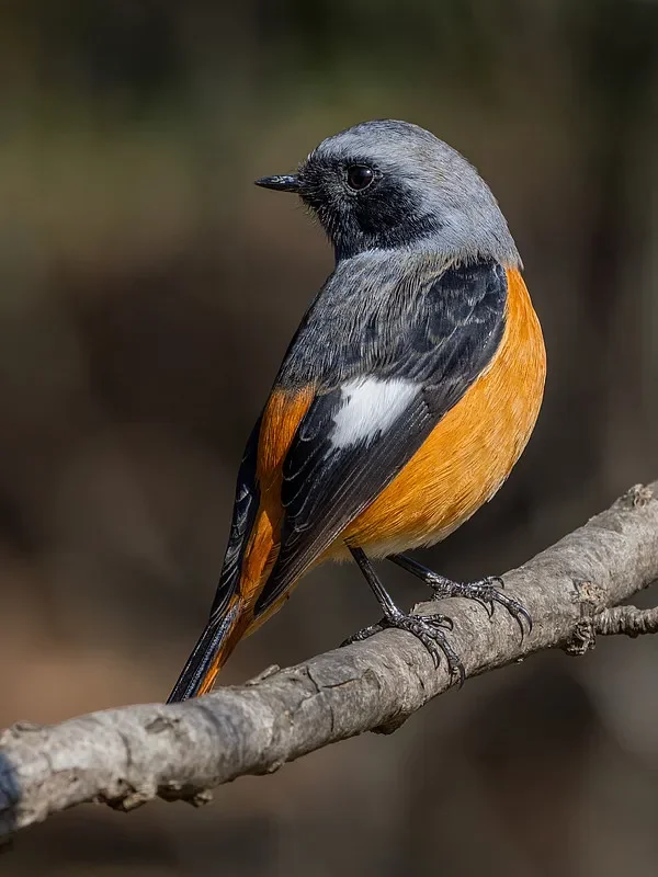 

Передатчик BETAFPV LiteRadio 2 SE 2.4G (версия ELRS) — поддерживает Frsky/ExpressLRS, для гоночных дронов FPV