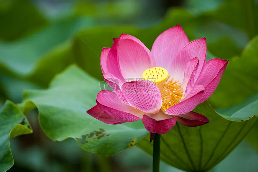 

Alloy Robotic DIY Car Chassis DIY Car Robot With TT Motor Set 1 Layer RC Tank Chassis Building Block Motor 3-9v Crawler Smart