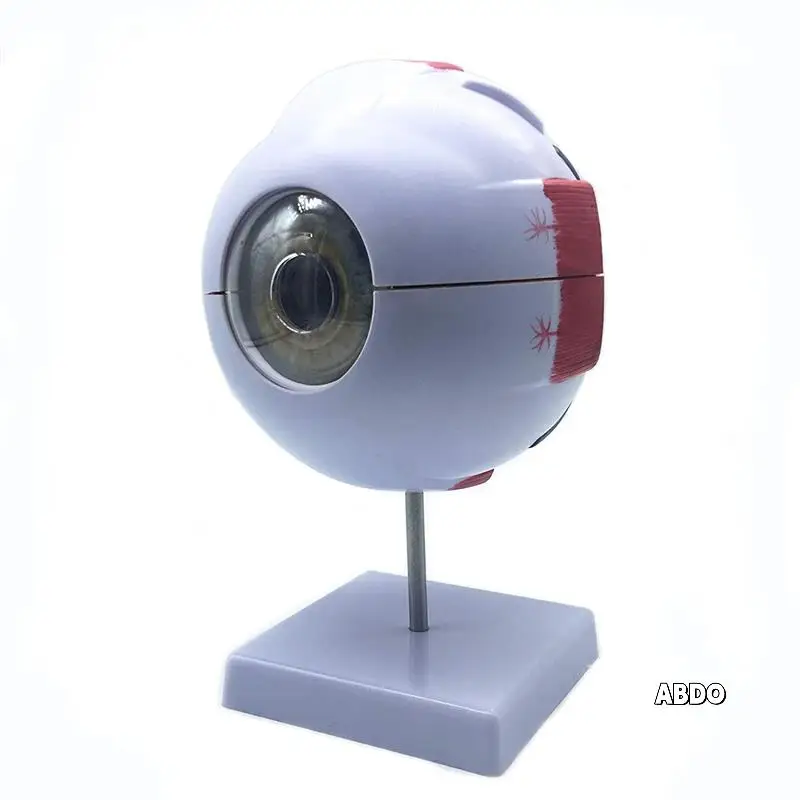 

2Pcs 6X Enlarged Human Eye Anatomical Model,Anatomically Accurate Eye Model Human Eye Anatomy