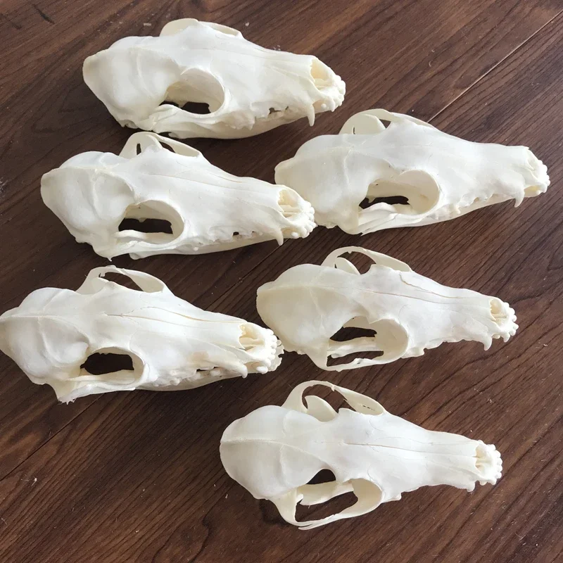 1pc Animal Taxidermy Combination Real Fox Bone Skull, Home Decor, Specimen Collectibles Study 12-14cm