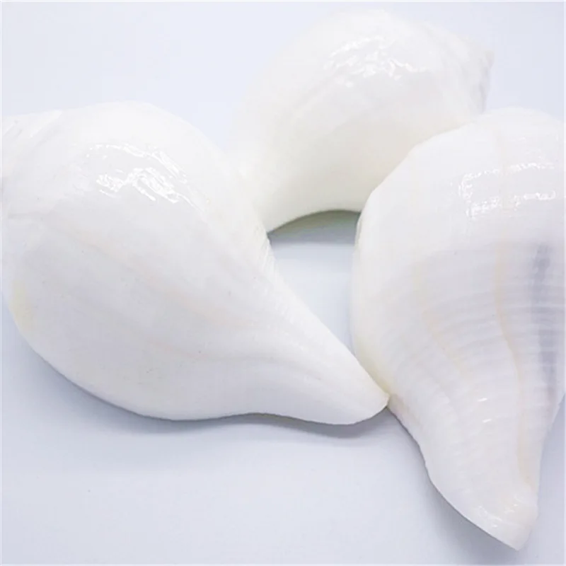 11CM White Conch Natural Indian Chank Shell Conch Home Wedding Furnishing Pieces Fish Tank Decoration Blowing Shankh Specimens