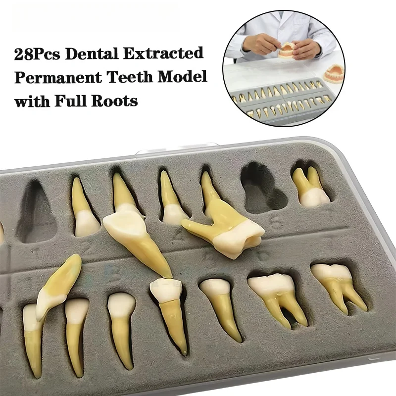 1Box Dentistry Simulation Ex Vivo Teeth:28-Tooth Set (Single-Color and Two-Color Permanent Tooth Roots) – Full-Mouth Adult Model