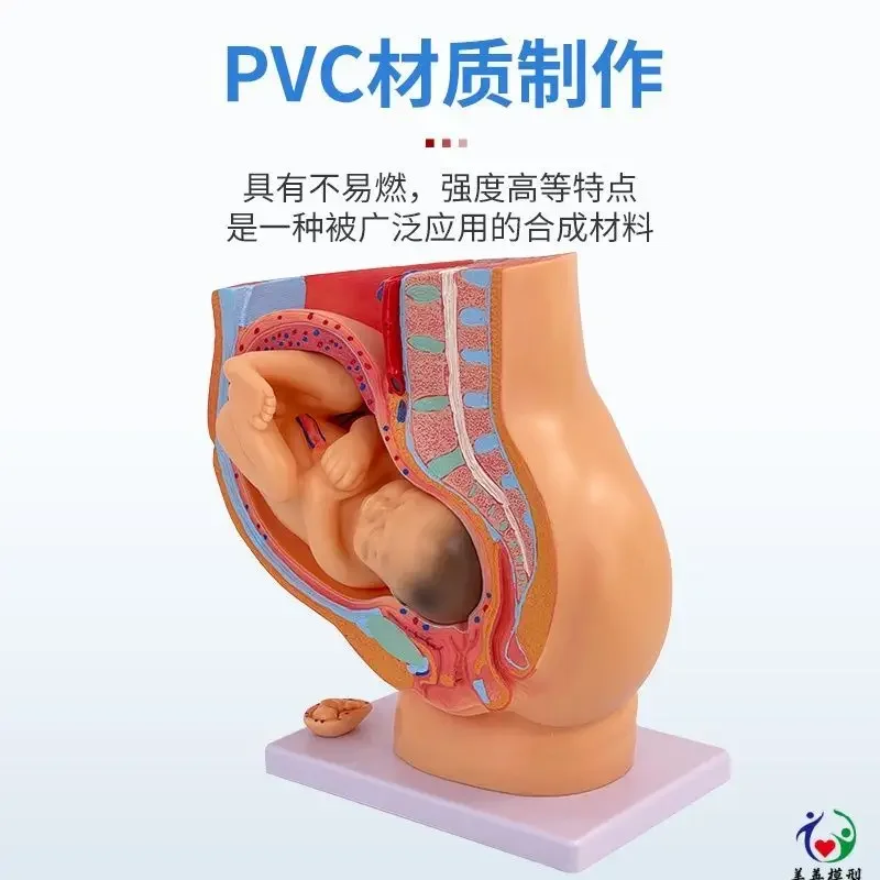 A Pregnancy Development Process Model, Embryo Family Planning Model, Fetal Development Process Model, Uterine Anatomy