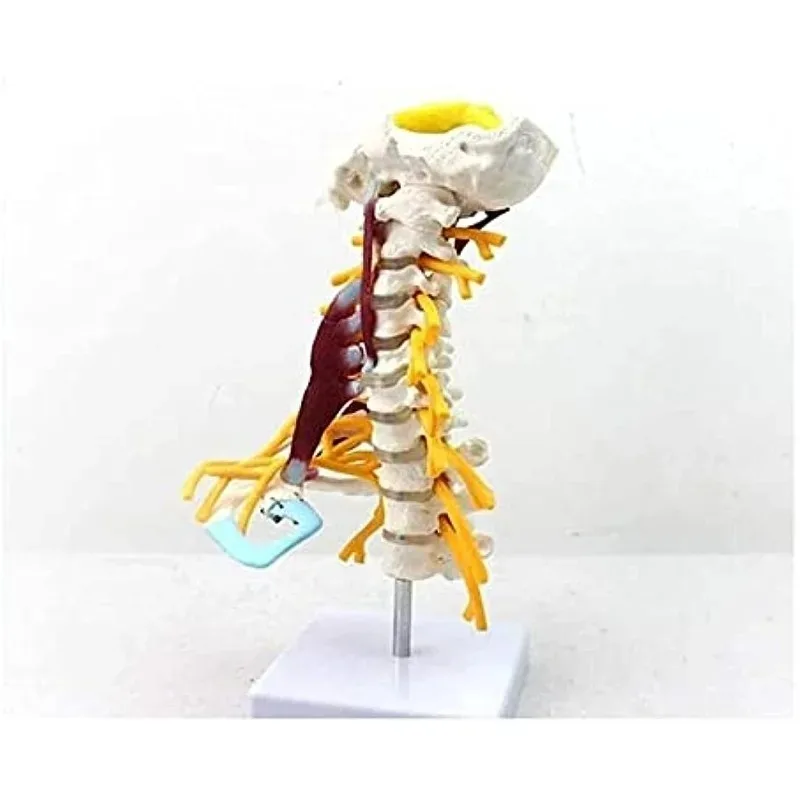 Anatomy 1:1 Human Cervical Spine Anatomical Model With Muscle Nerve Brainstem Occipital Bone Medical Science Teaching Detachable
