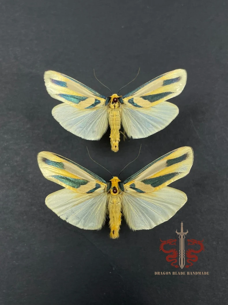 Moth ornament Chrysorabdia bivitta, 1pc wings spread A1/A- high quality, Decorative Display Collection Gifts