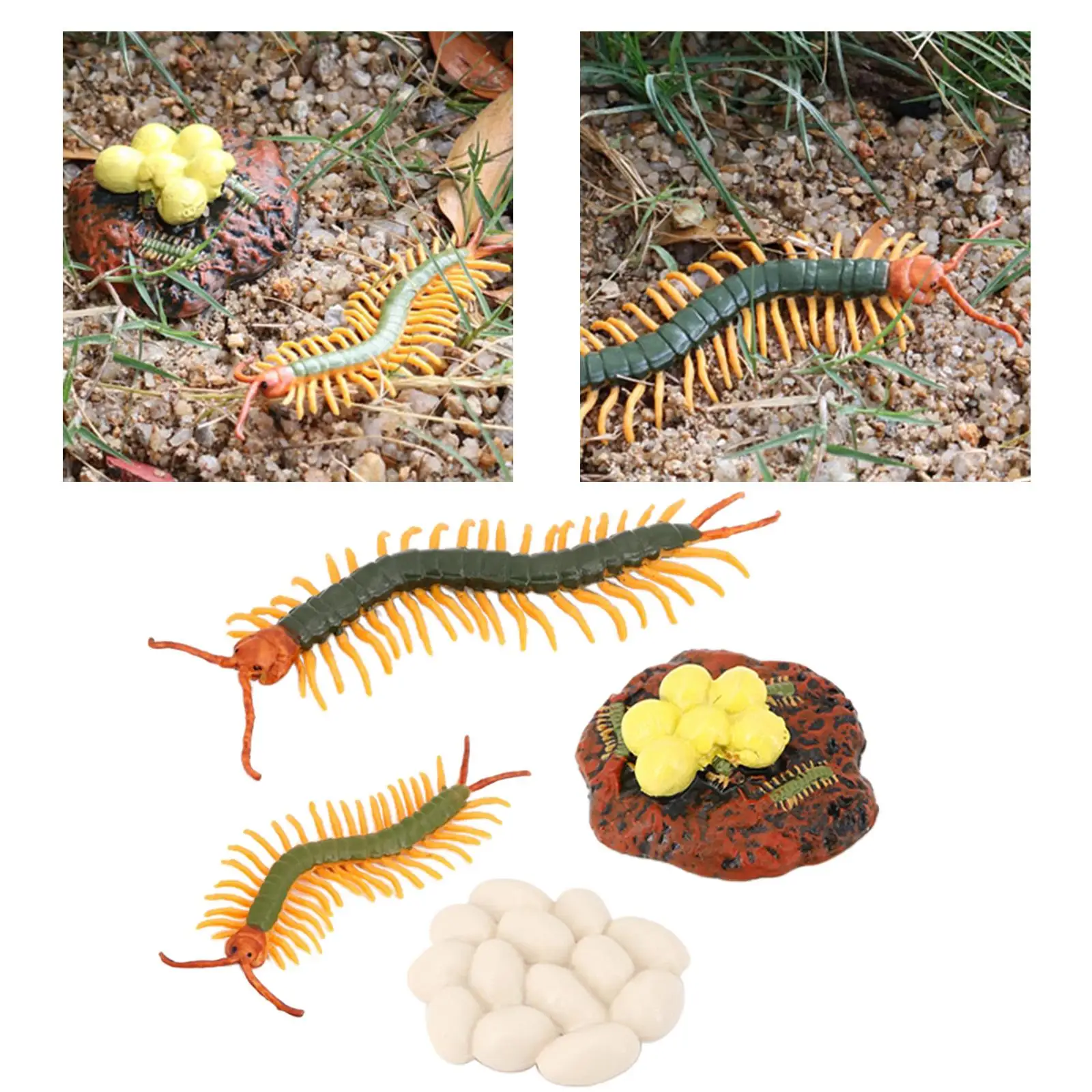 

4 Stages Life Cycle of a Centipede, Centipede Toy Figure Painted Model