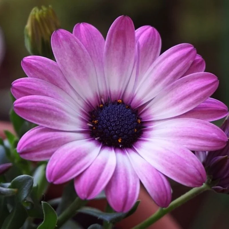 Staal Voor Achter Slipper Clutch Gear voor Trxs Slash 4x4 VXL Stampede Rustler XO-1 RC Auto Upgrade onderdelen Accessoires