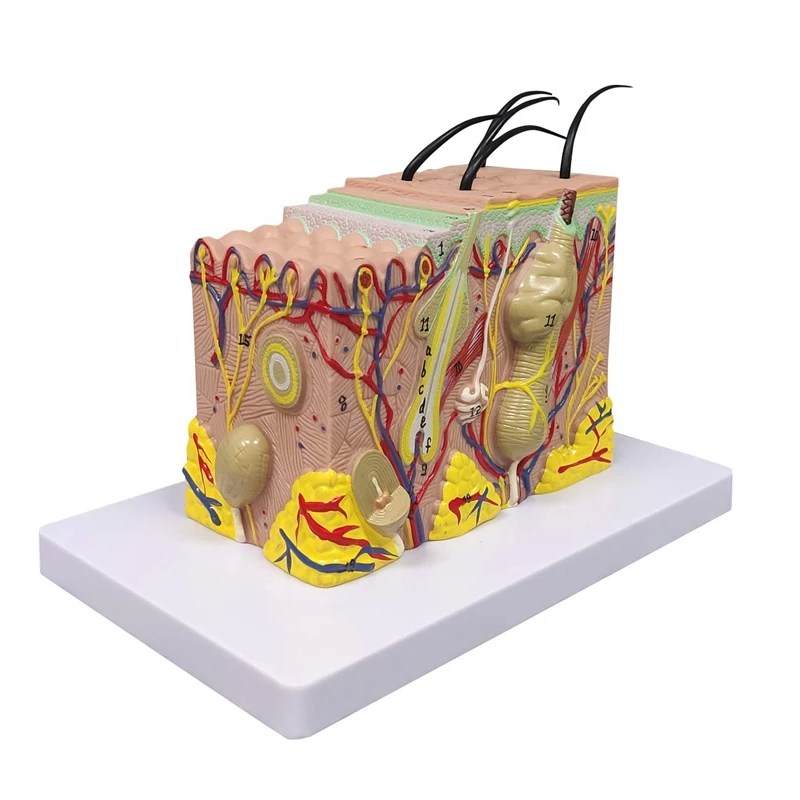 Skin Model, 35X Enlarged Anatomical Model Anatomy for Science Classroom Study Display Teaching Model-FS