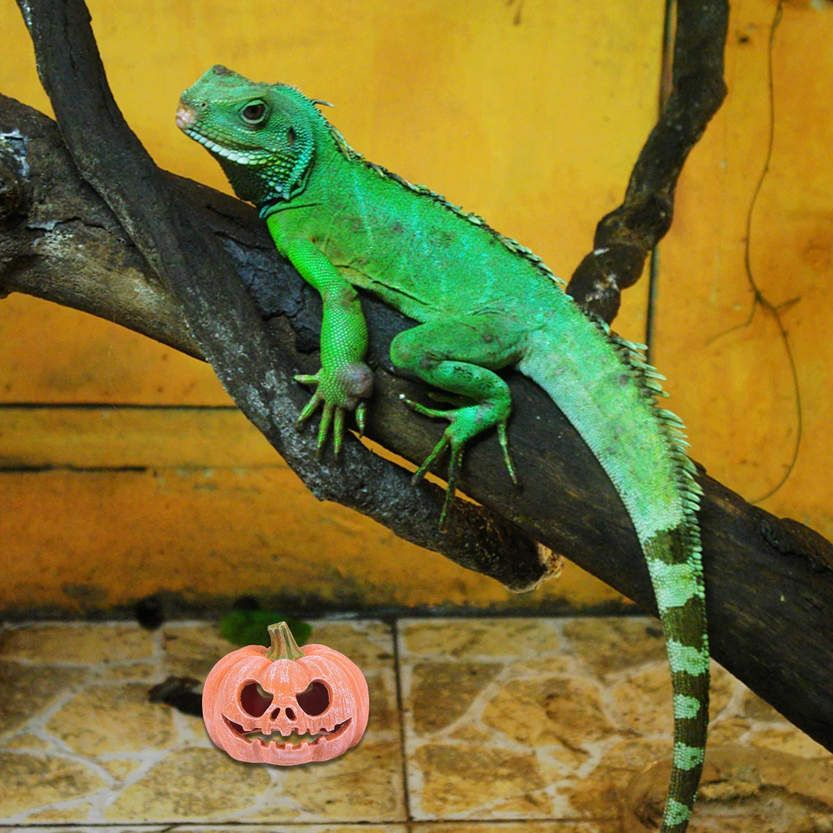 

Stylish Pumpkin Shape Resin Reptile Cave Hideout Waterproof Eco Friendly Reptile House Natural Simulation Terrarium Decor Gift