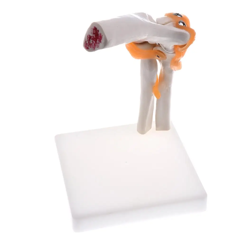 1:1 Human Elbow Joint Ligament Model with Base School Biology Teaching Equipment