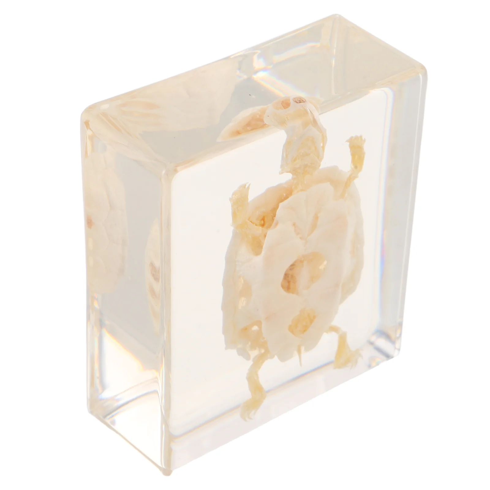 Esemplare di tartaruga brasiliana Visualizzazione di ossa di animali conservate per l'educazione scientifica Decorazioni per l'aula Apprendimento della biologia