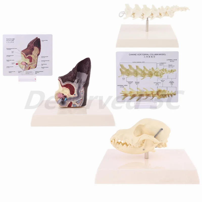 Dog Skull/Ear Lesion Animal Anatomical/Lumbar Vertebrae with Coccyx Model Veterinary Science Aids Teaching Research