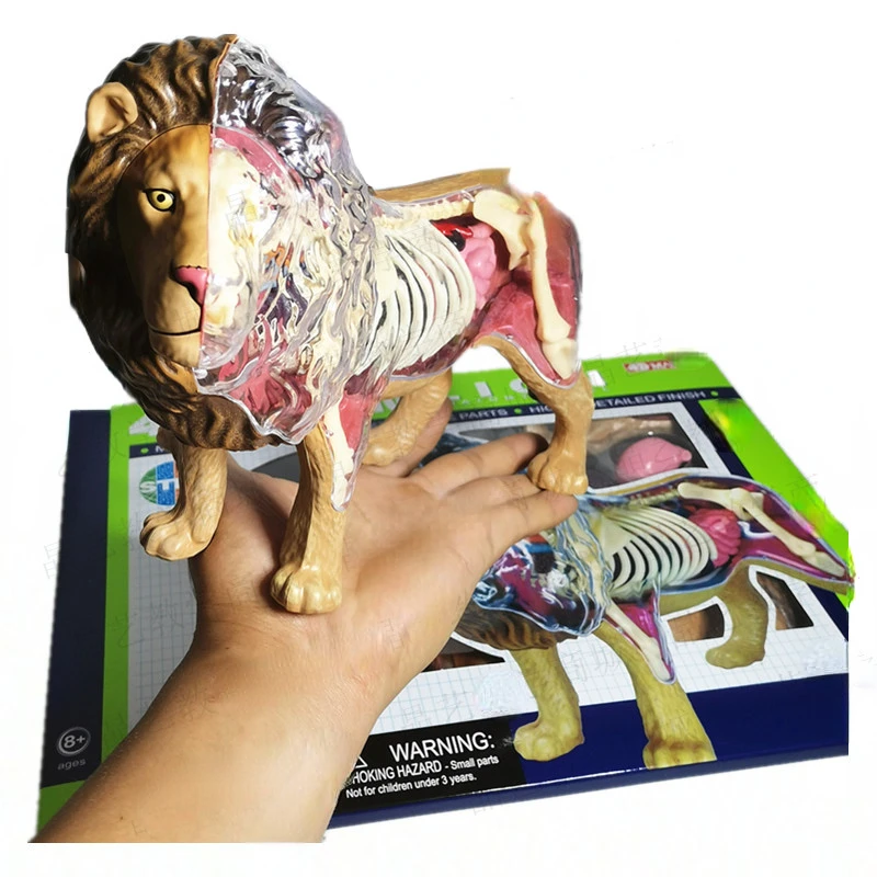 Animal assembling lion internal organs anatomical structure assembling teaching model toy ornaments puzzle