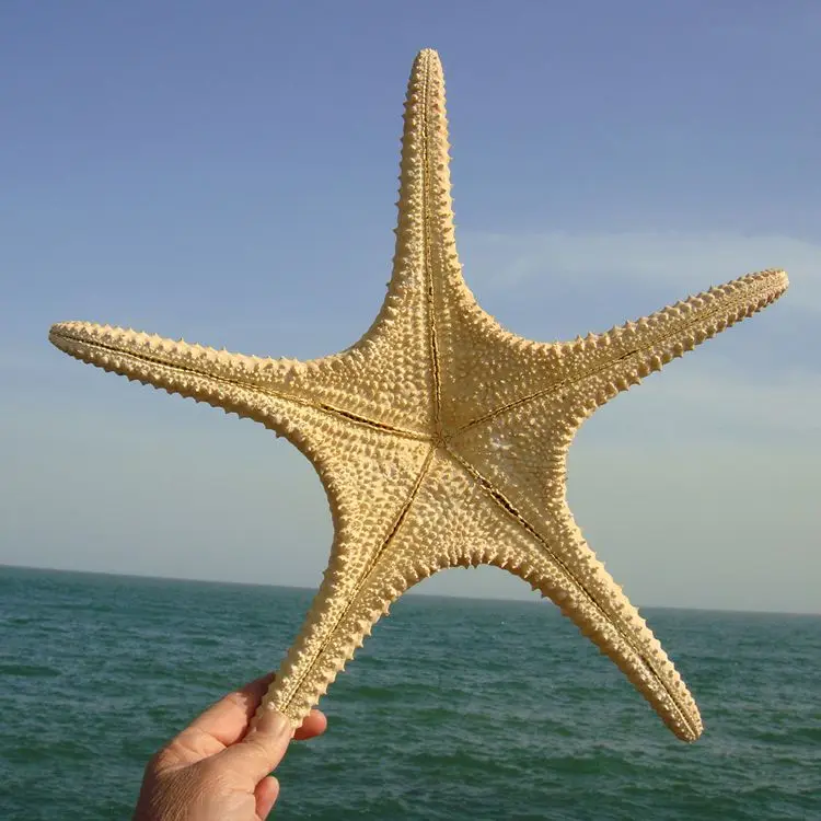 Natural rare large Starfish, Previa Photography Props, Home Deck, Wall Decoration, Creative Ornaments, Gift