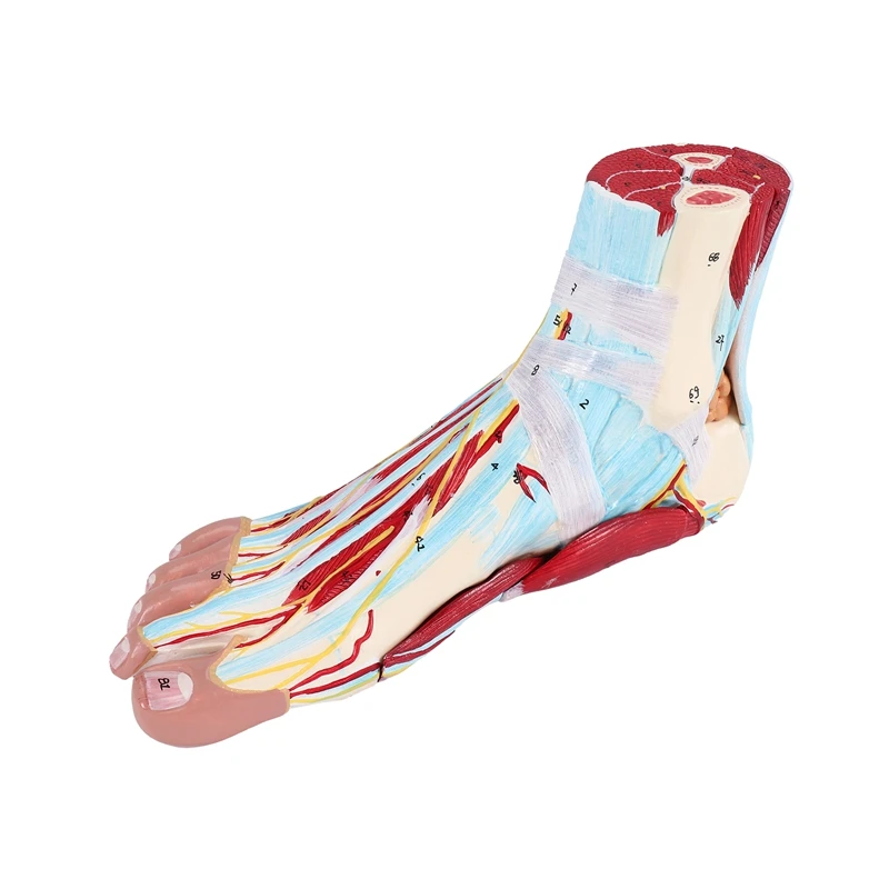 

NEW-Foot Anatomy Model 9 Parts, Foot Joints, Including Bone, Muscles, Ligaments, Nerves And Blood Vessels Of The Human Foot