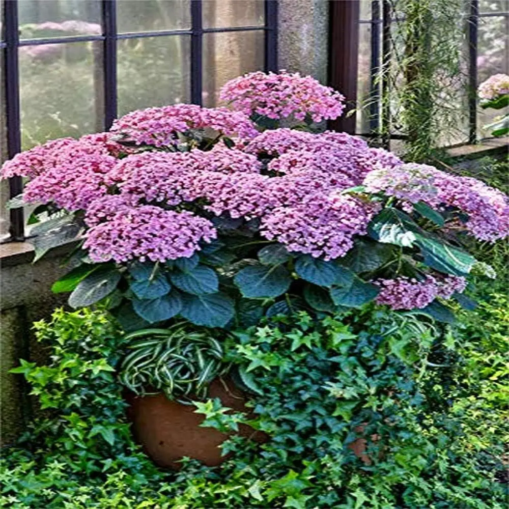 

24x36 Pink Hydrangea Pot Photo, Longwood Gardens Conservatory, PA