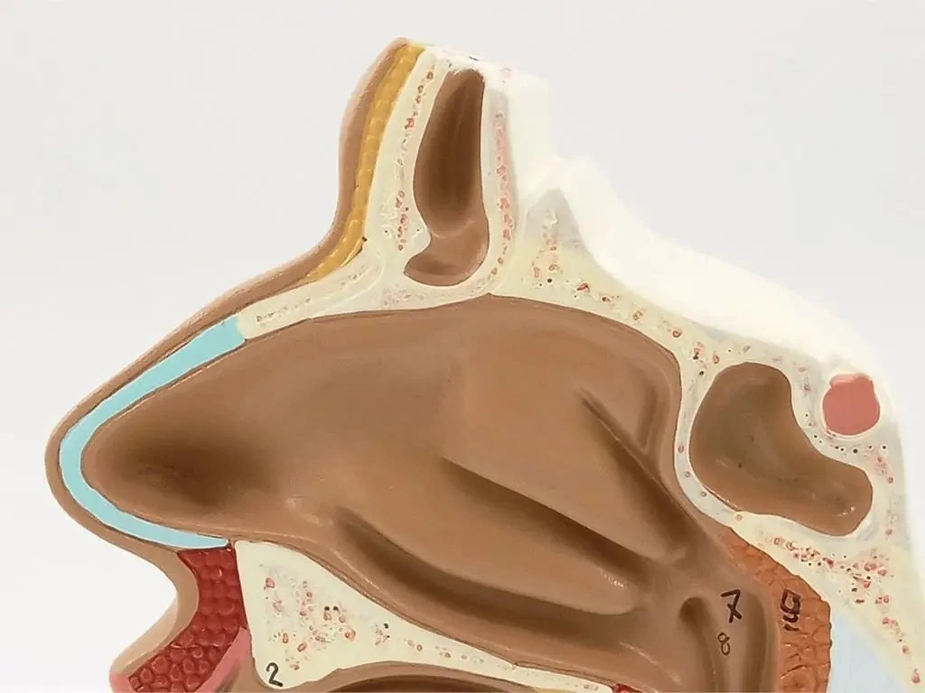 Teaching simulation nasal throat anatomy model nasopharyngeal ENT medial vascular nerve teaching aids model