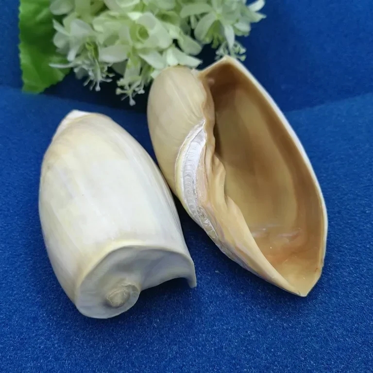 Huge Conch Seashells Volute Cymbiola Imperialis Natural Shell Perfect for Fish Tank Wedding Home Decor Beach Theme Party 10-15cm