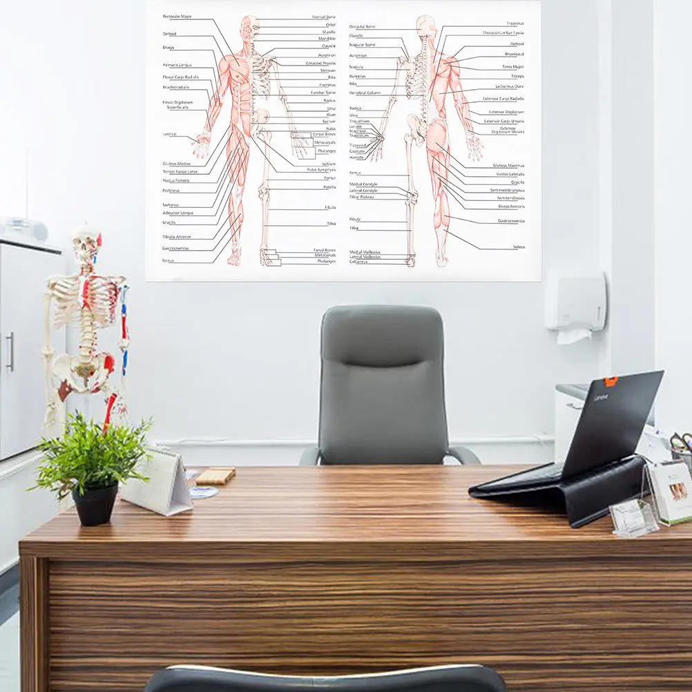 

2pcs Human Anatomy Poster Skeletal Muscle Teaching Picture Durable Science Education Chart For School Laboratory Classroom Body