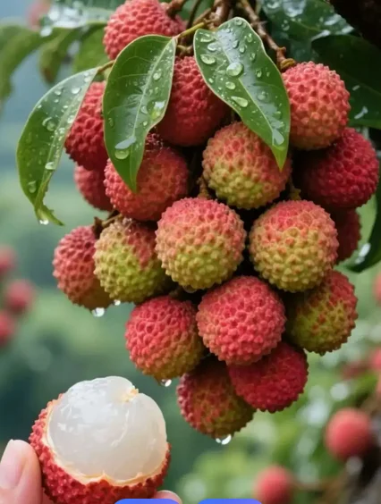 

XBAT200 25.2V Battery Replacement for Shark 25.2V XBA-T200 ION Rocket IONFlex ION F80 2X IF200 IR70 IF130 Cordless Power Tool