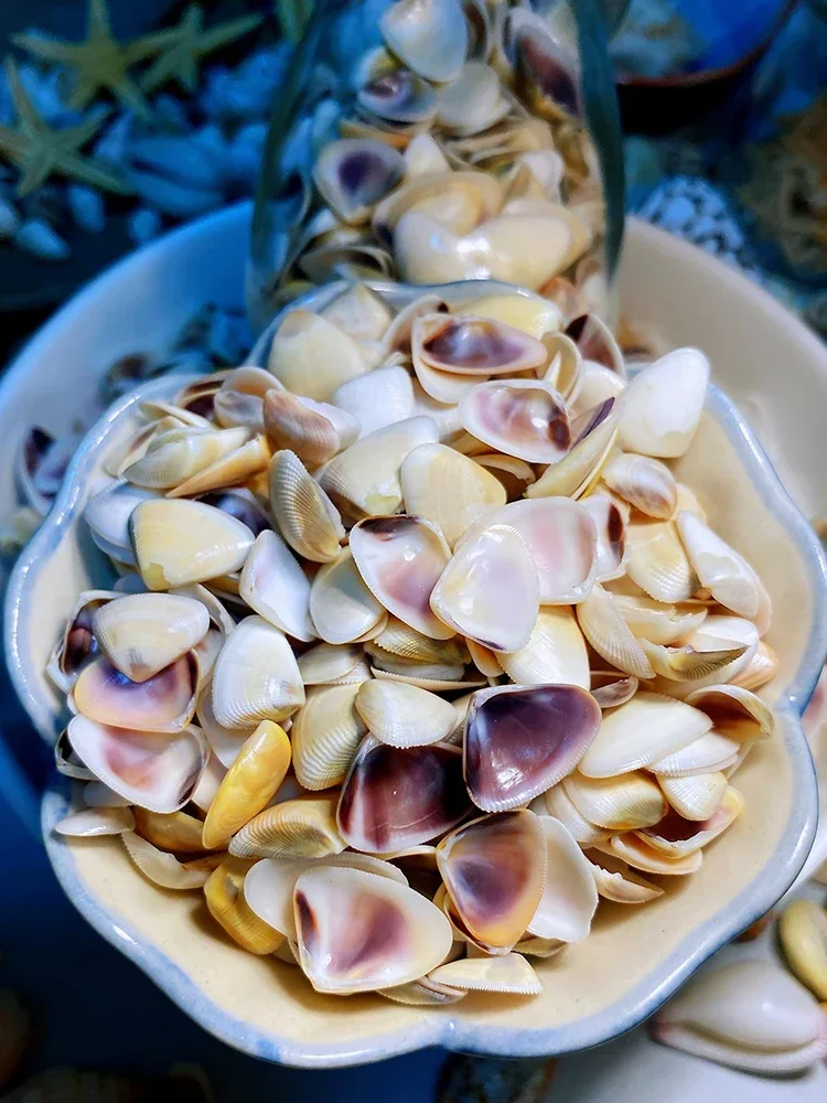 1-1.5cm Ultra-small Shells, Fingernails, Shells and Conch Collection Specimens