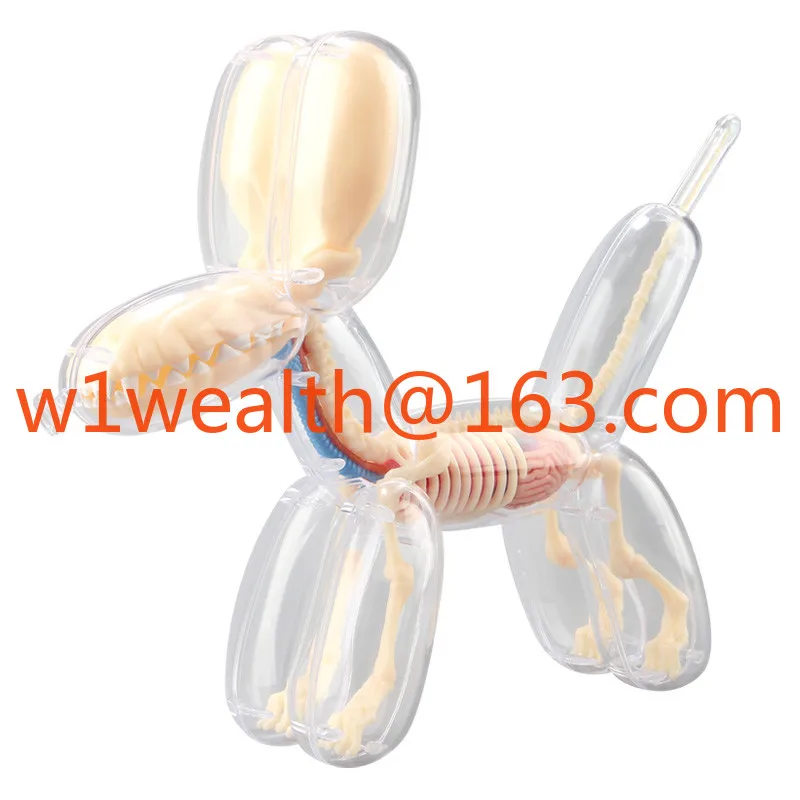 4D big balloon dog perspective bone internal organs anatomical organ model puzzle assembly