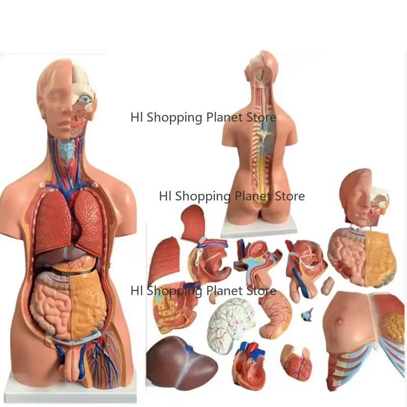 85cm Life Size Bisexual Trunk Med-ical Manikin Simu-lator, with 23PCS Anatomy Or-gans Module