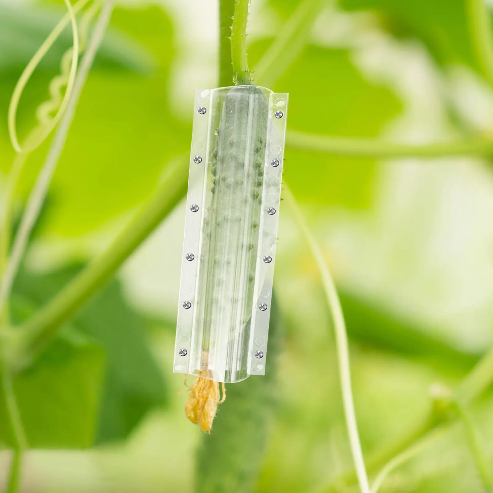 

Набор из 4 форм для фруктов и овощей: прозрачные многоразовые формы для выращивания дынь и тыкв своими руками, многофункциональные инструменты для формирования растений