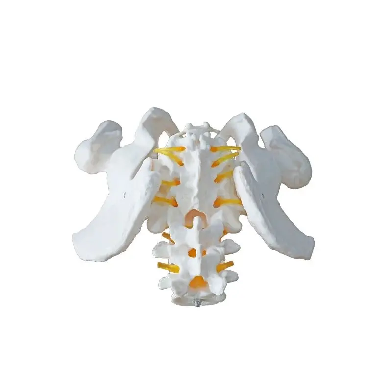 Life size Male pelvis with 2 lumbar vertebrae attached nerves with femoral model medical teaching tools