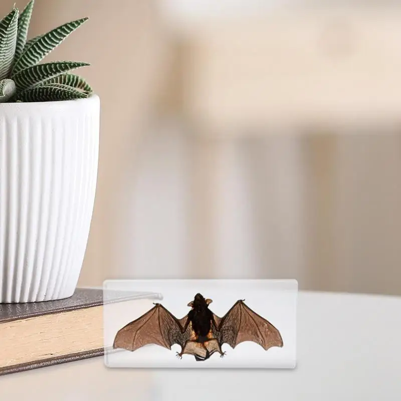 Bat Specimen Realistic Resin Taxidermy Bat Educational Displays Bat Specimen for Science Classroom Science Educational Displays