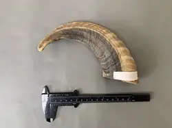 Sheep Sheep Horn Raw Materials, Authentic, Natural, Cornu, Hircus Raw Material, Qinghai Screw