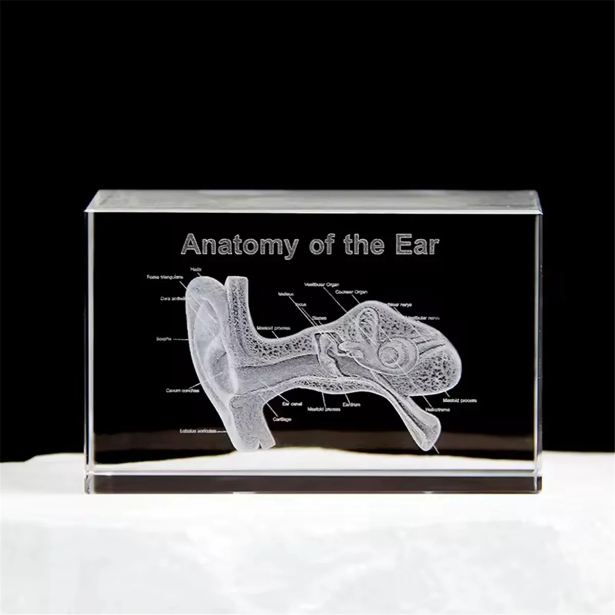 

A002 3D Ear Organ Model Crystal Cube Otology Science Gifts Crystal Glass Figurine Paperweight Human Organ Statue B