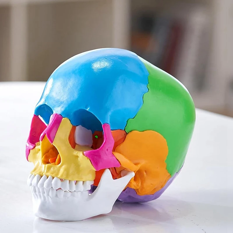 Human Skull Model, Life-Size Painted Anatomy Skull Model, PVC Anatomical Skull