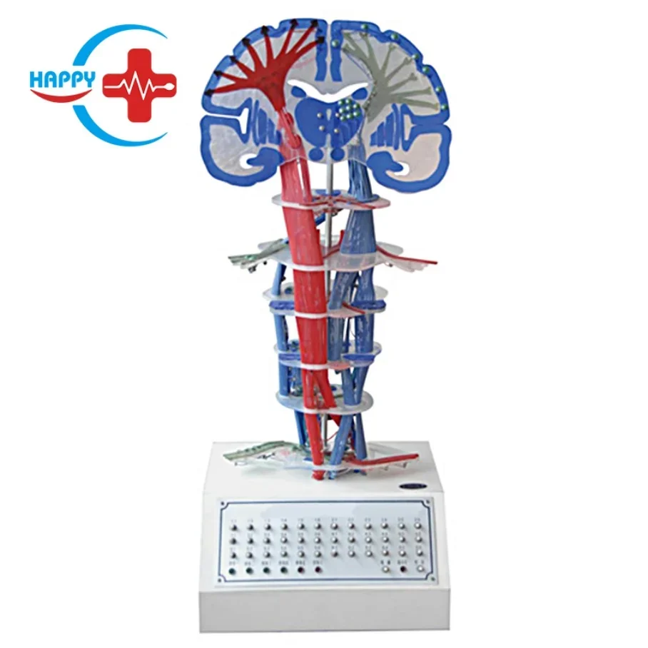 HC-S285 Science Education Anatomy Model Central Nervous Conduction Electrical Teaching Demonstration Laboratory Model