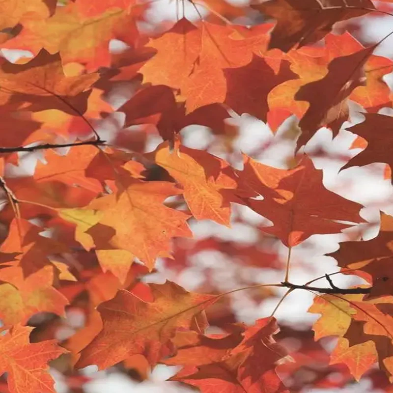 Restaurant Pager 10 Pagers 1 Keyboard Transmitter Pager System Call Waiter Wireless Calling Hotel Cafe Buzzer For Food Truck